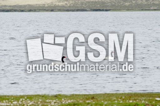 Schwarzhalsschwanschwan (1 von 7).jpg